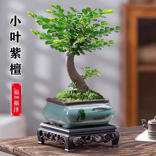 小叶紫檀盆景室内盆栽绿植花卉好养四季常青原花盆老桩树苗黑骨茶
