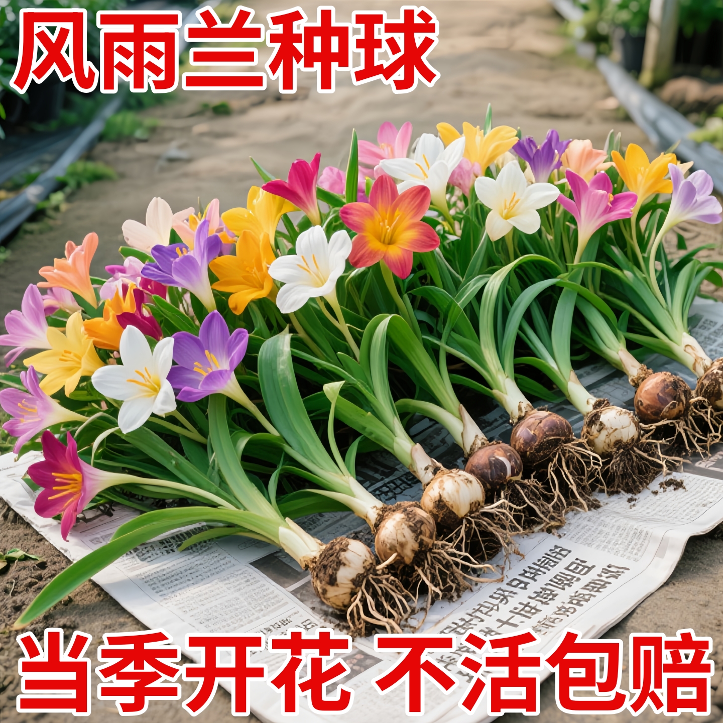 风雨兰种球四季种植浓香型重瓣多色韭兰葱兰室内阳台水培绿植花卉