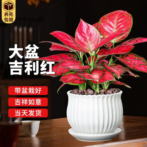 水培植物水养如意皇后盆栽吉利红好养室内绿植花卉除净化空气