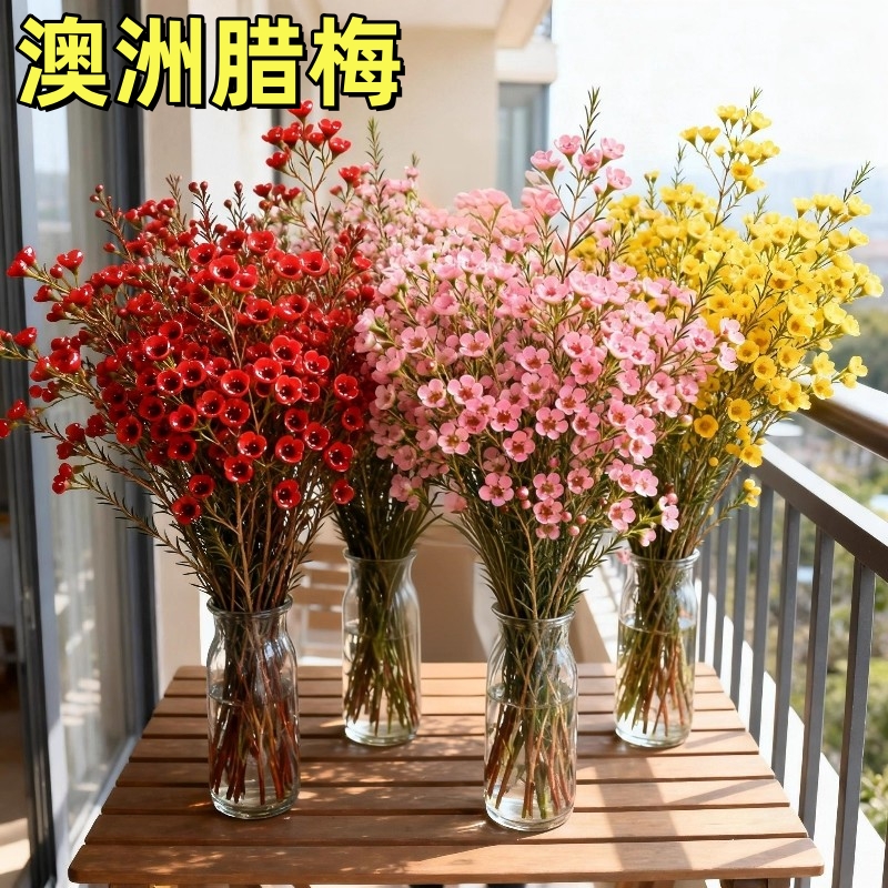 鲜花澳洲腊梅盆栽花卉云南基地直发鲜切花花束花瓶摆件客厅插花