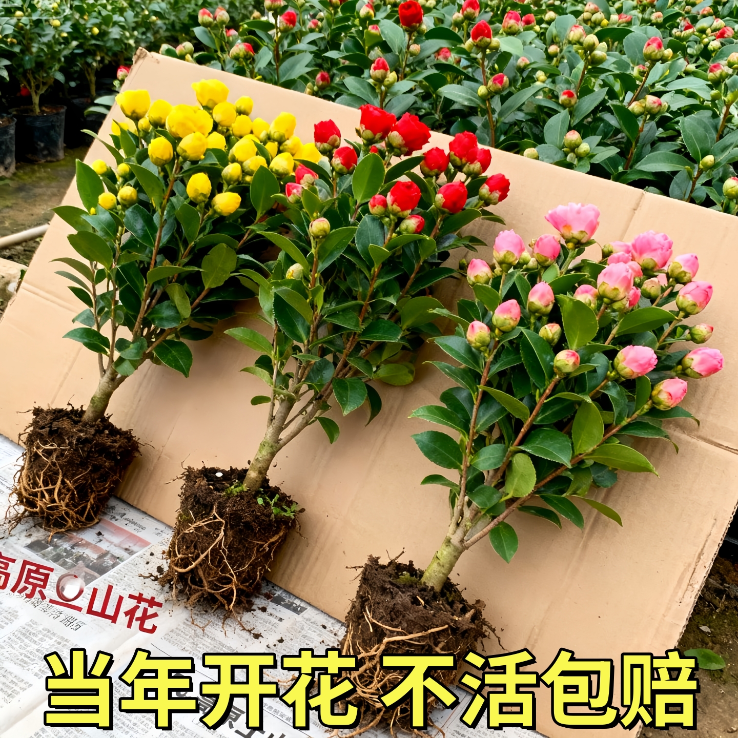 香妃山茶花盆栽带花苞五色赤丹花卉植物室内好养茶花树苗