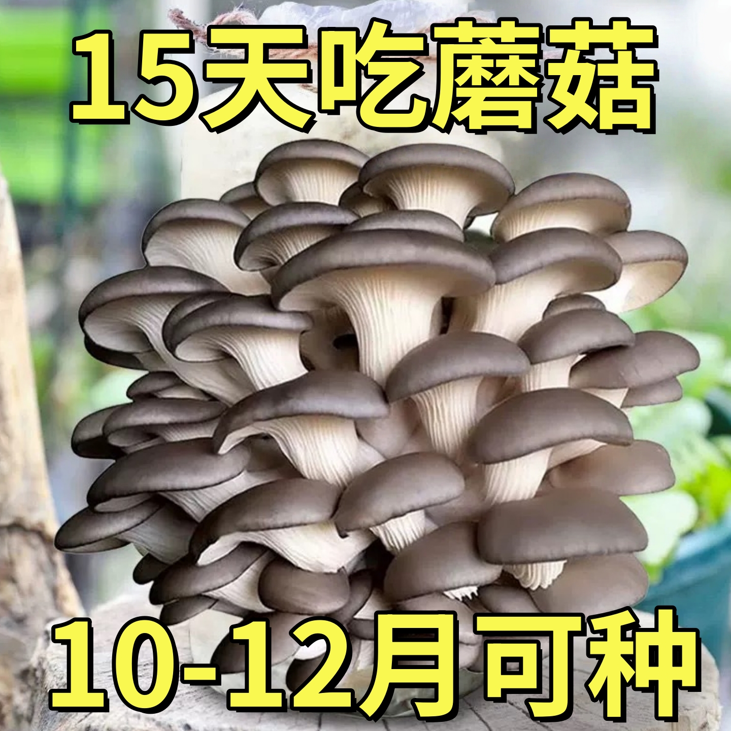 【买一发三】蘑菇盒子蘑菇菌种植包平菇菌种食用菌家庭植儿童礼品