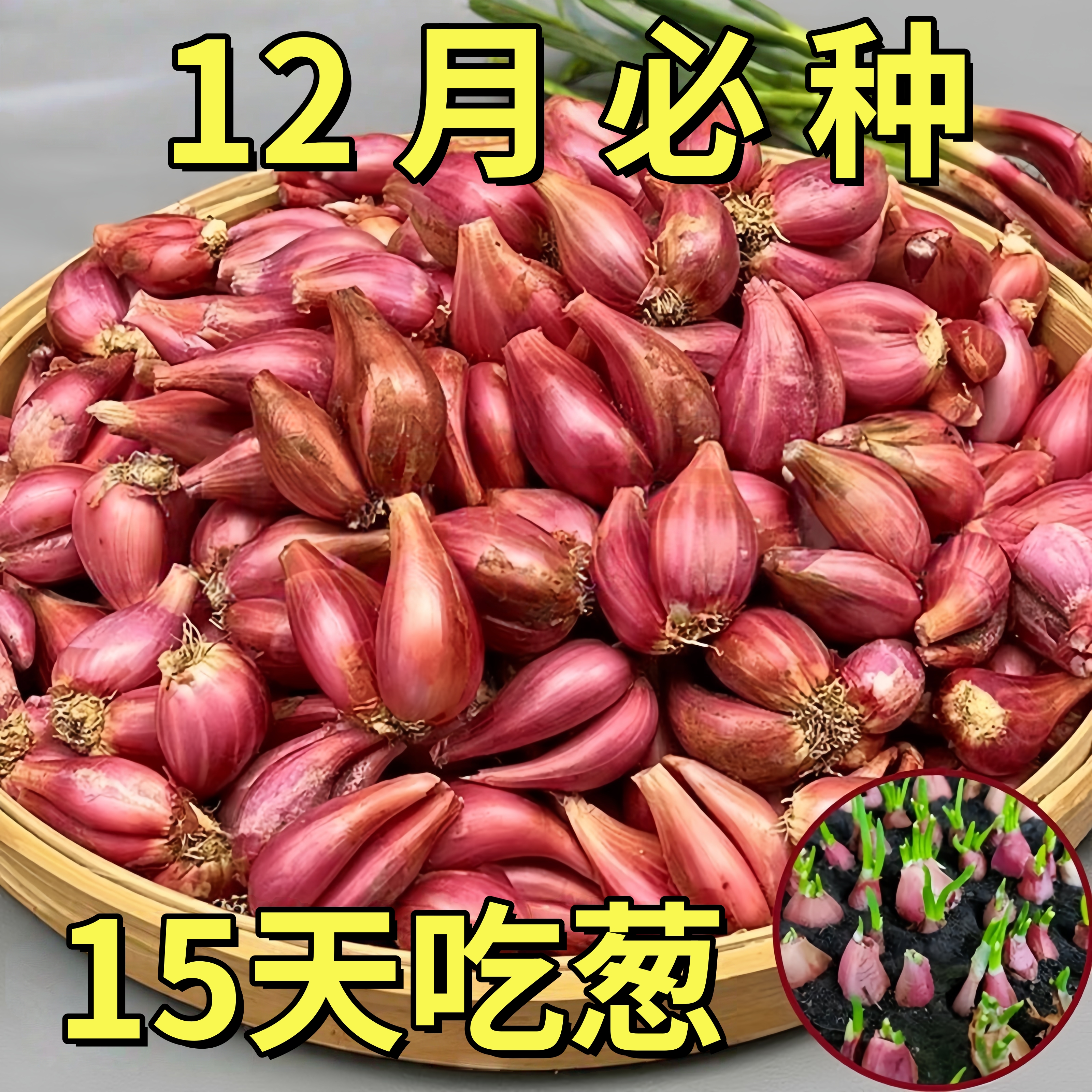 四季小香葱种头四川葱种葱种子种籽小葱葱头红葱本地火葱头种