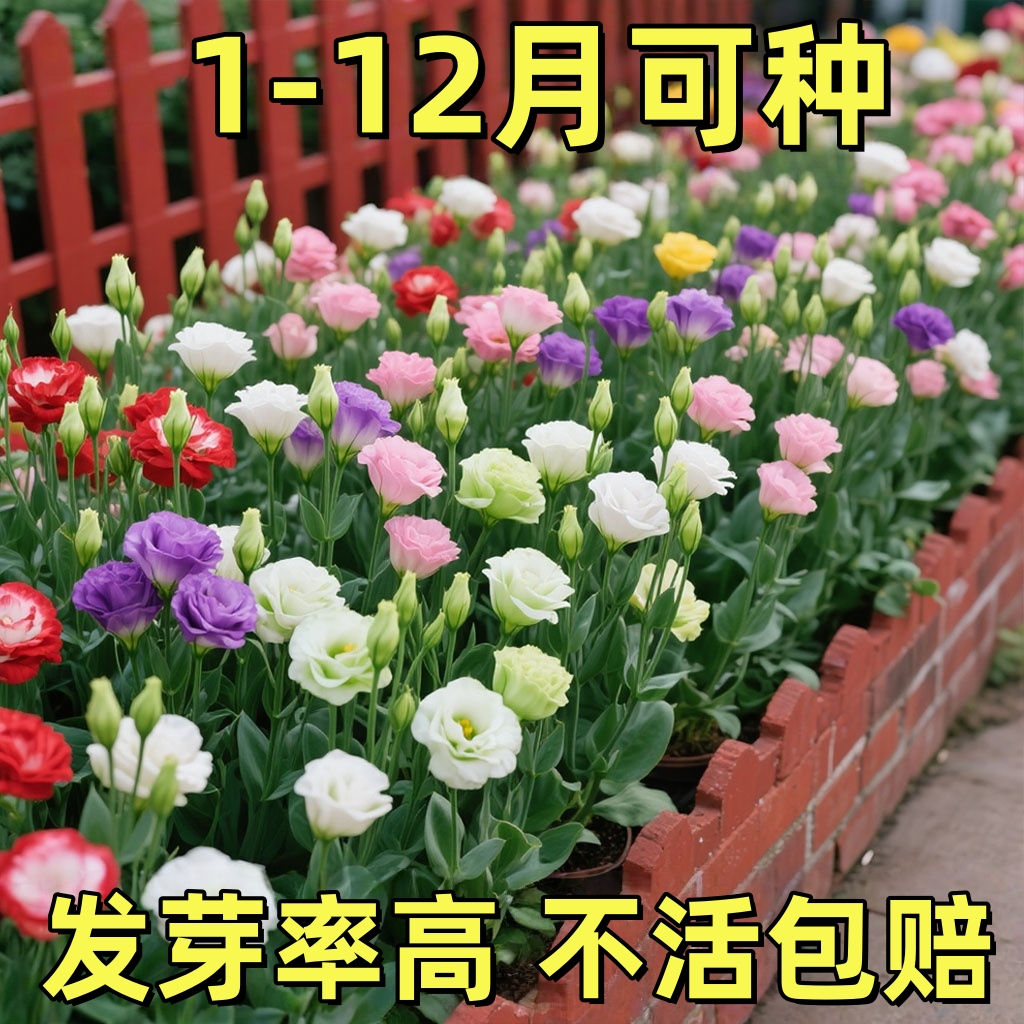 洋桔梗花种子花苗四季种易种室内室外开花种孑盆栽花卉花种籽花籽