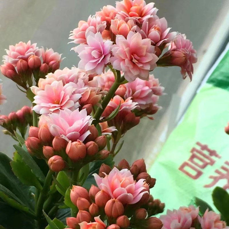 人面桃花稀有品种长寿花盆栽重瓣大花带花苞植物花四季开花好养活