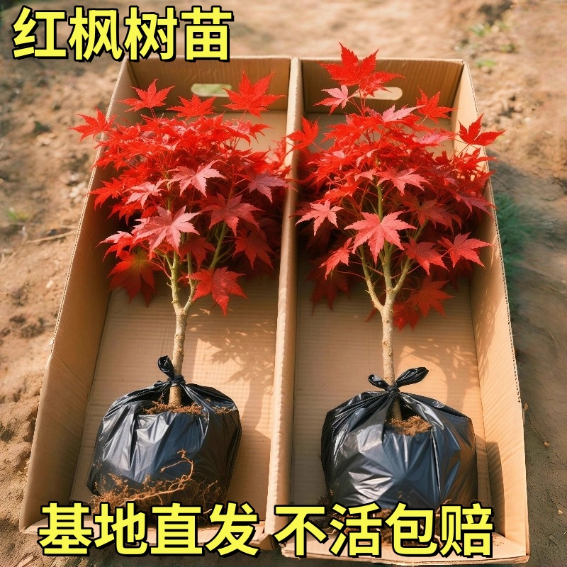 正宗红枫树四季红中国红枫日本红枫庭院室外耐寒风景树盆栽地栽树