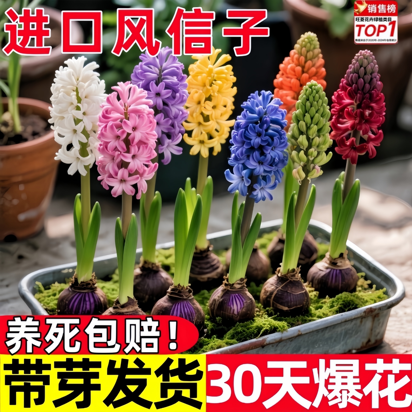 风信子种球水培花卉带芽大球好养活阳台室内外盆栽植物郁金香土培