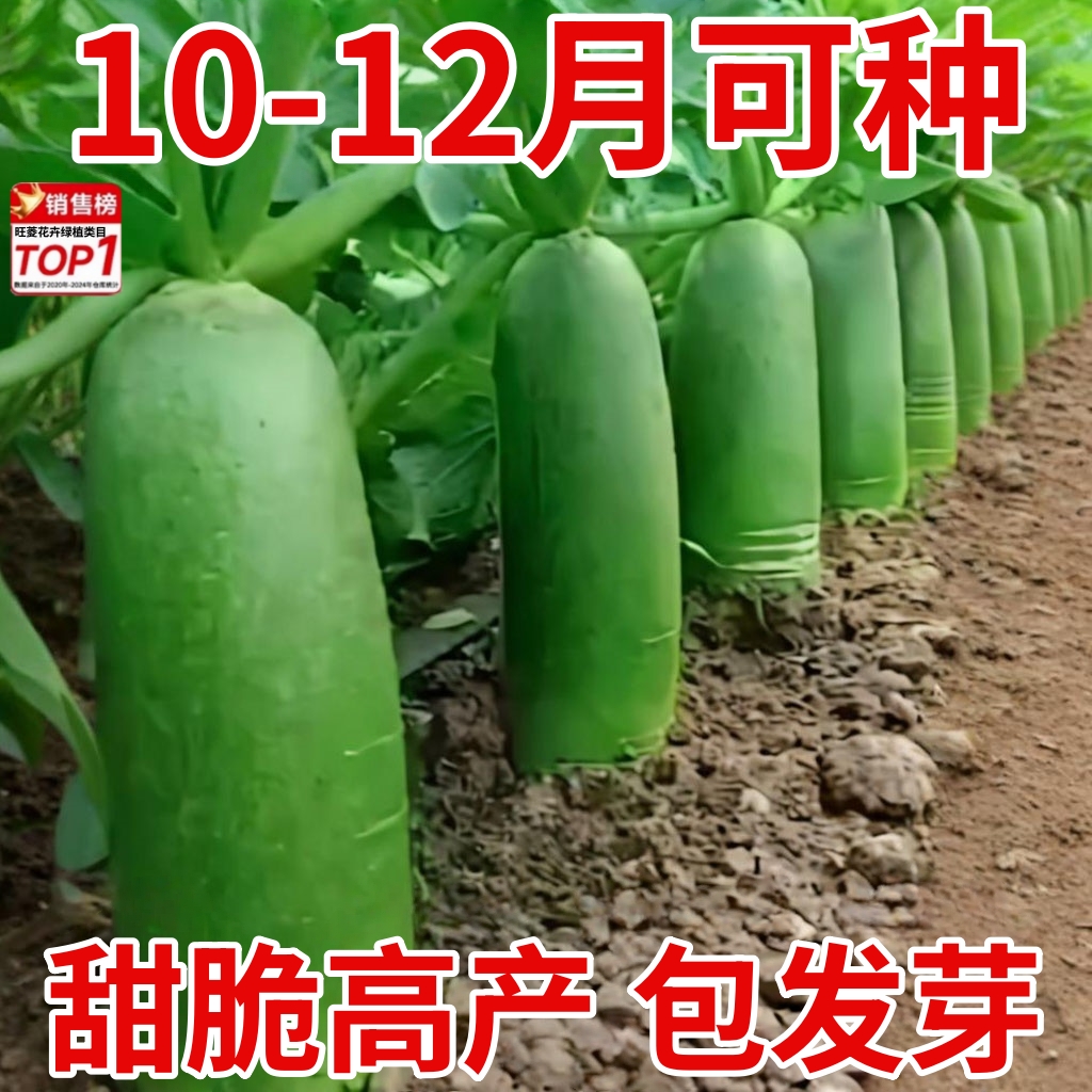 冰糖心萝卜种甜脆可口营养丰富正宗潍坊沙窝水果萝卜可生吃青萝卜