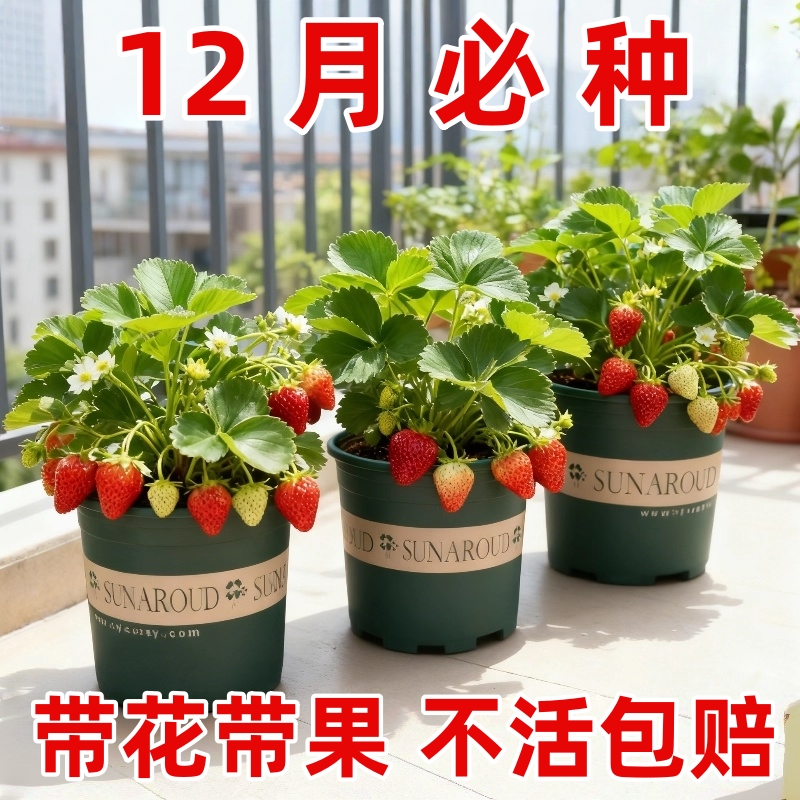 奶油草莓苗秧四季结果盆栽带果原土原盆特大号红颜草莓盆栽绿植物