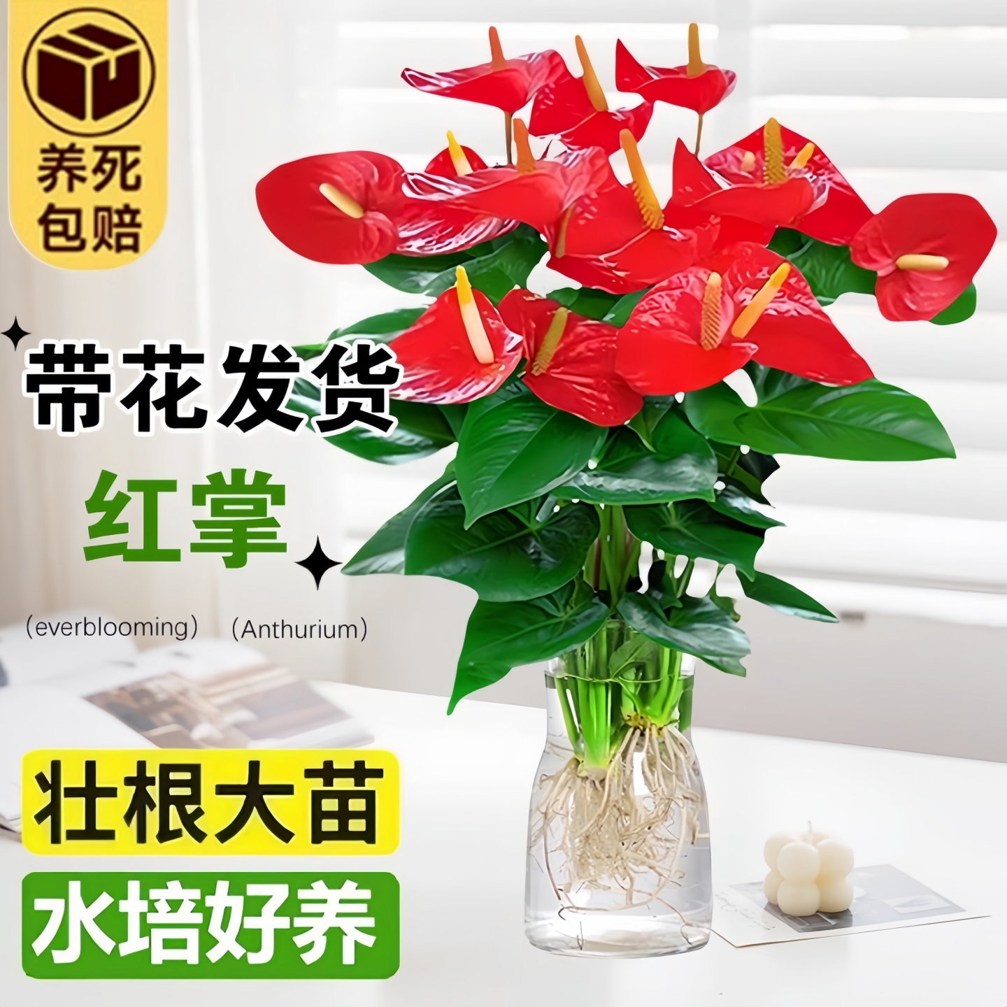 水培红掌粉掌盆栽带花鸿运当头一帆风顺室内桌面鲜花绿植好养植物