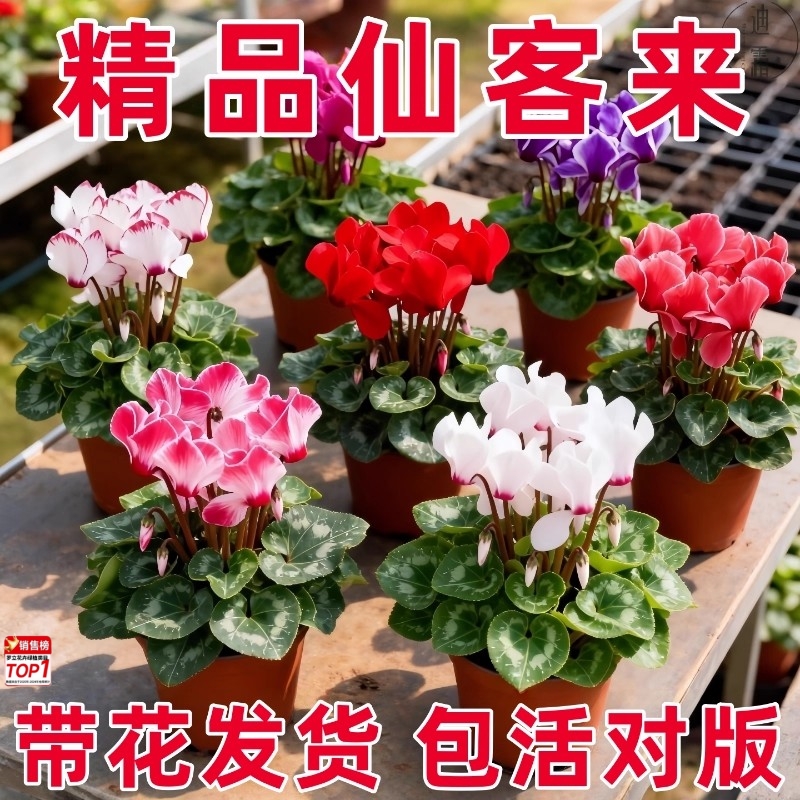 仙客来盆栽花苗兔耳花好养大花阳台室内开花花卉蝶衣花年宵花绿植