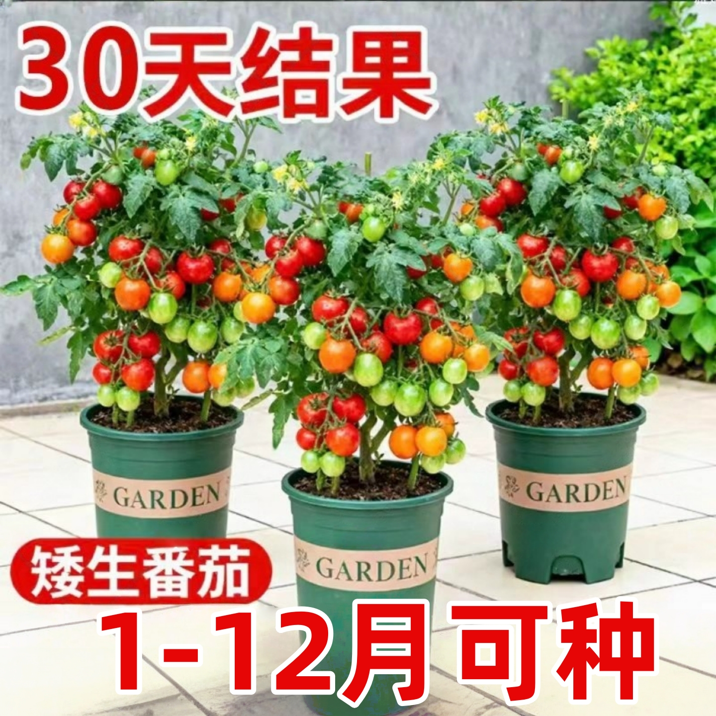 四季矮生番茄苗水果盆栽千禧种子孑种籽阳台种植圣女果西红柿苗秧