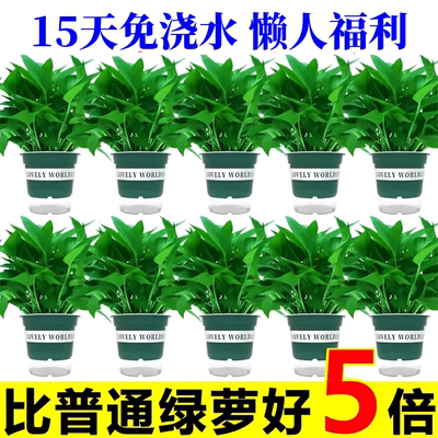 绿萝盆栽室内植物新房家用吸除甲