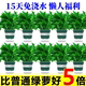 绿萝盆栽室内植物新房家用吸除甲醛净化空气水培绿植花卉长藤绿萝