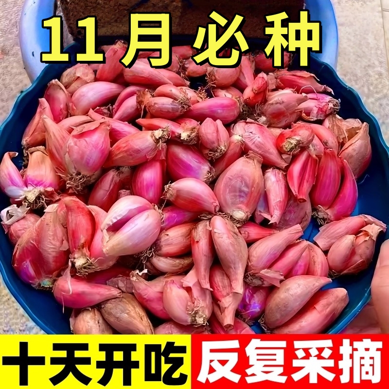 红葱头种四季红根小香葱火葱头种子分葱大葱小葱种籽盆栽蔬菜种孑