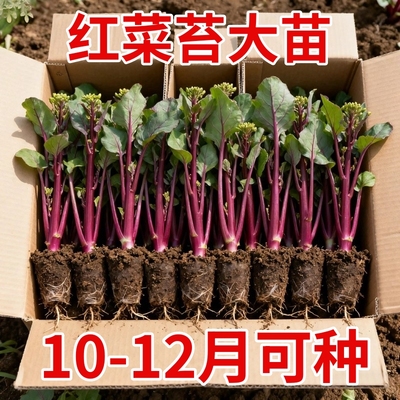 耐寒红菜苔苗湖北洪山早熟红油菜台秧苗十月红秋冬蔬菜苗阳台庭院