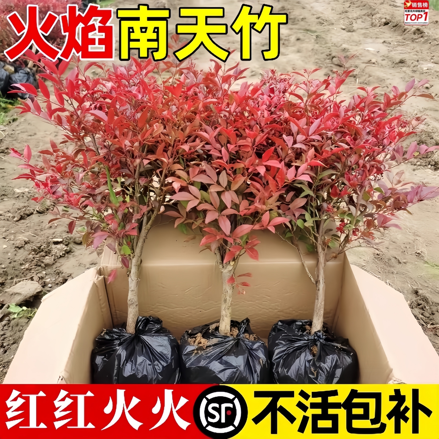 南天竹盆栽树苗火焰南天竹室内老桩盆景现挖现发四季好养植物花卉