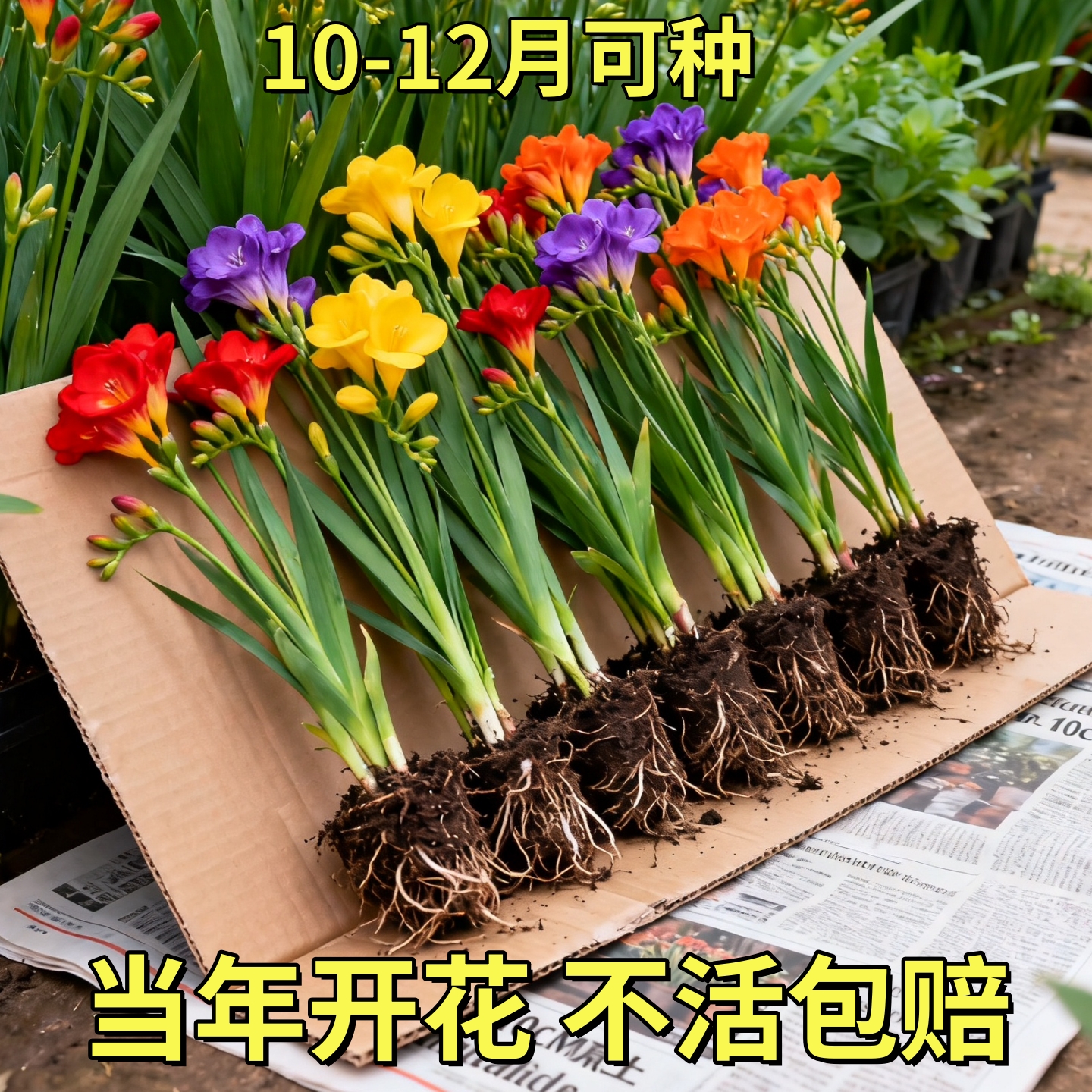 重瓣香雪兰种球四季小苍兰种籽室内盆栽花卉植物易种好养活花种子