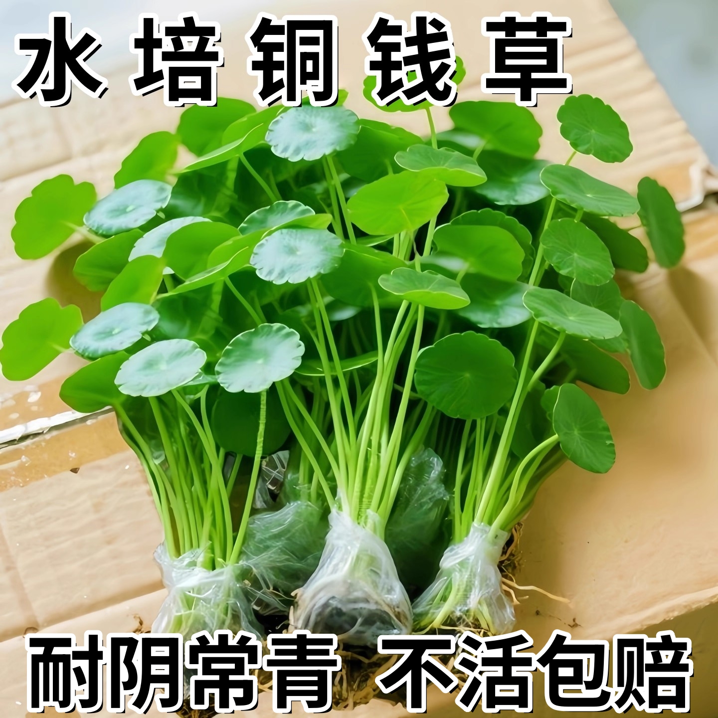 精品大叶铜钱草水培植物水养绿植物小叶办公室内桌面四季好养易活