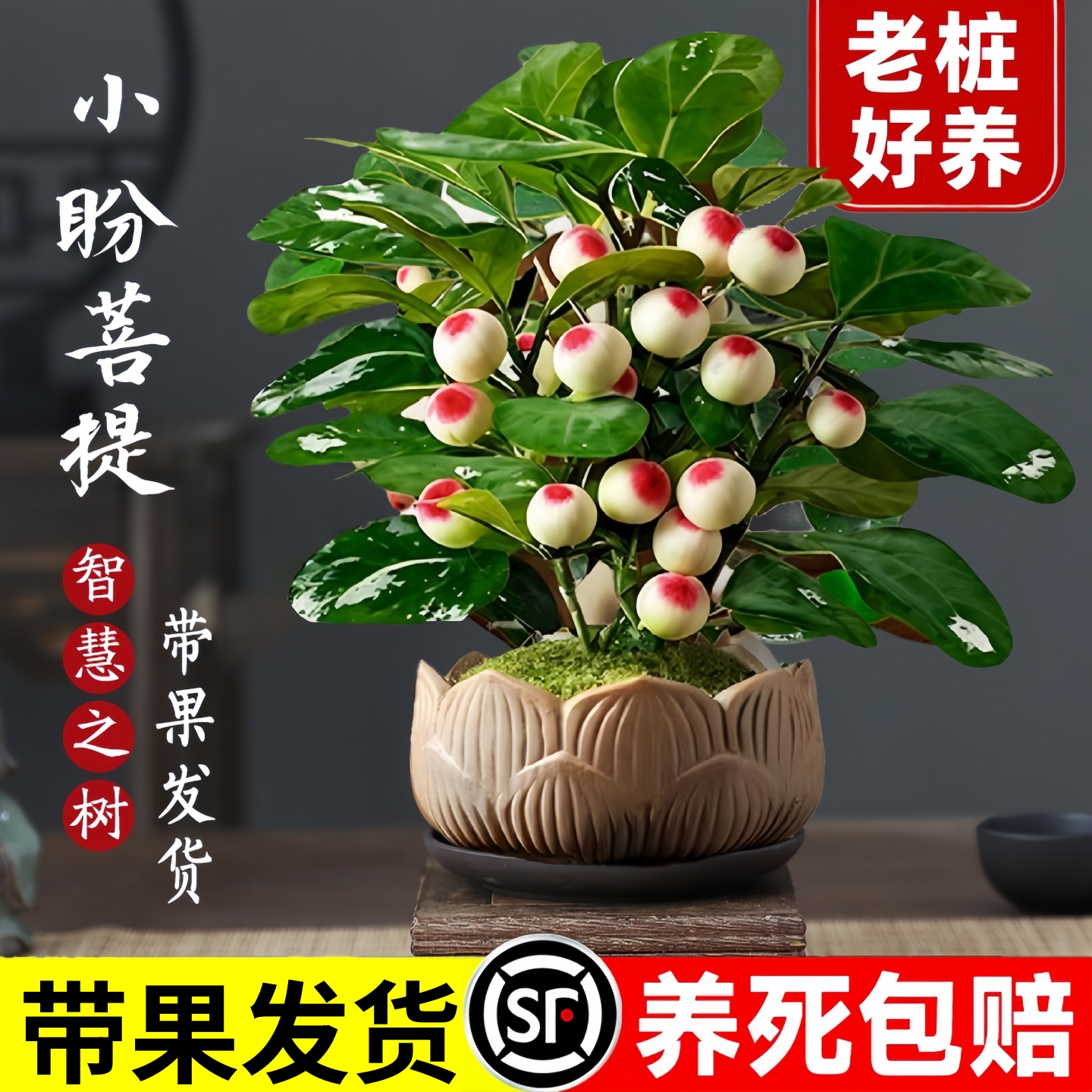 菩提树盆栽小盼菩提盆景带果中式禅意桌面摆件室内创意好养绿植物