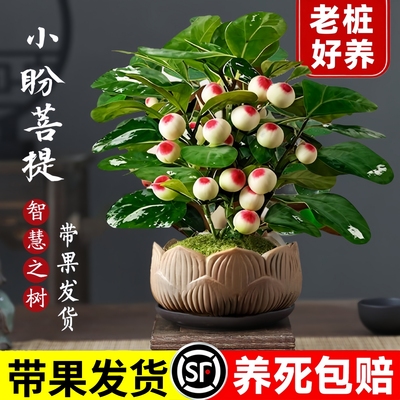 菩提树盆栽小盼菩提盆景带果中式禅意桌面摆件室内创意好养绿植物