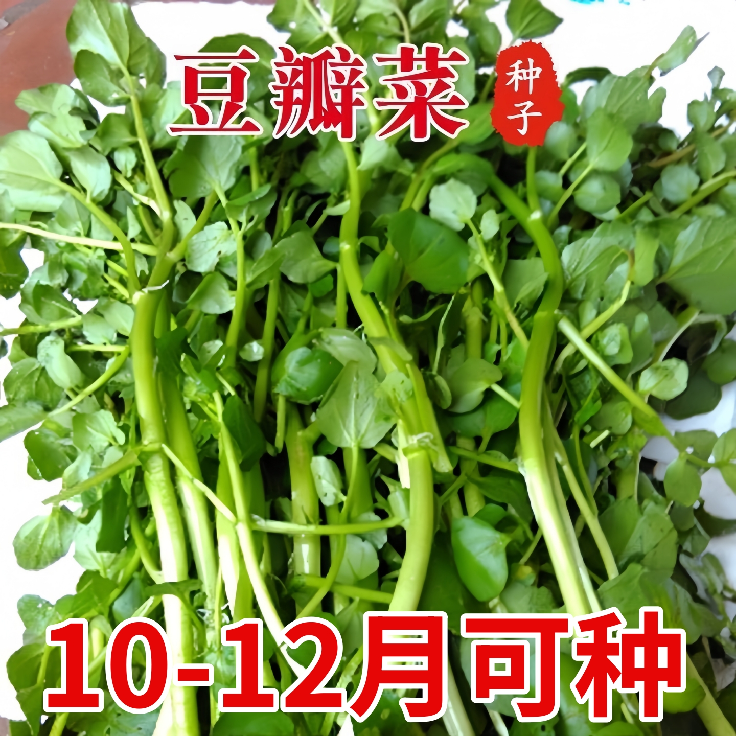 西洋菜种籽豆瓣菜种子四季菜种水芥菜蔬菜孑子盆栽菜籽小青菜籽种