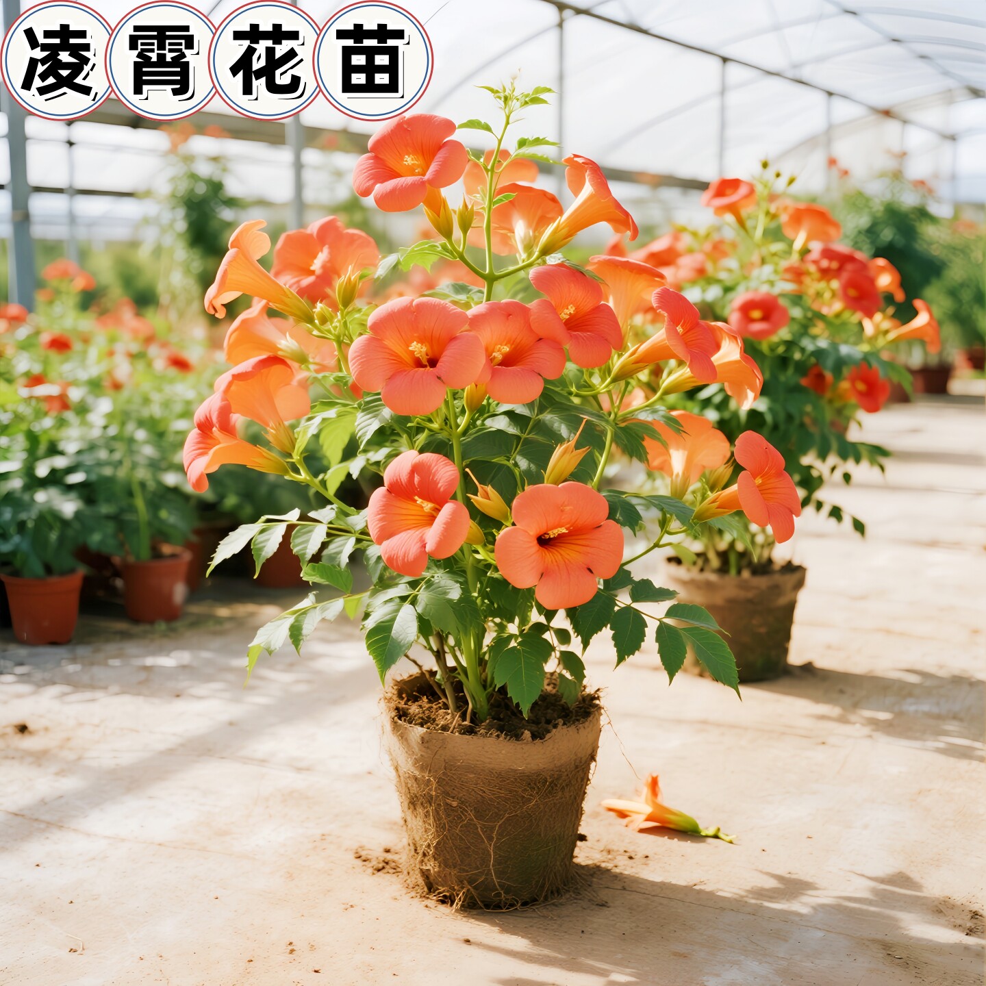 进口美国凌霄花苗爬藤大苗植物攀援庭院爬墙树苗室外地栽花卉植物