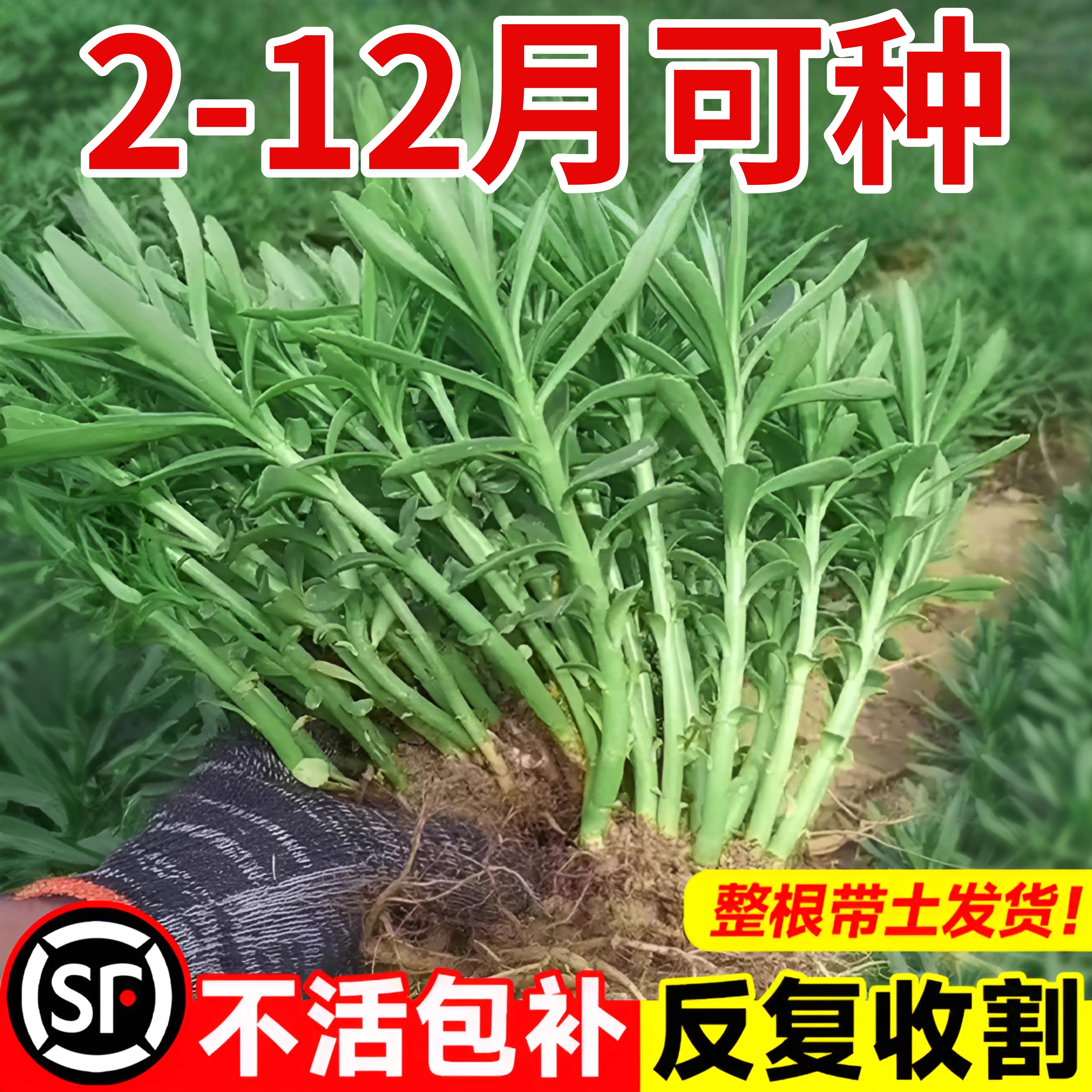 养心菜根苗救心菜高钙菜苗子费菜克拉香草阳台盆栽保健蔬菜种植苗