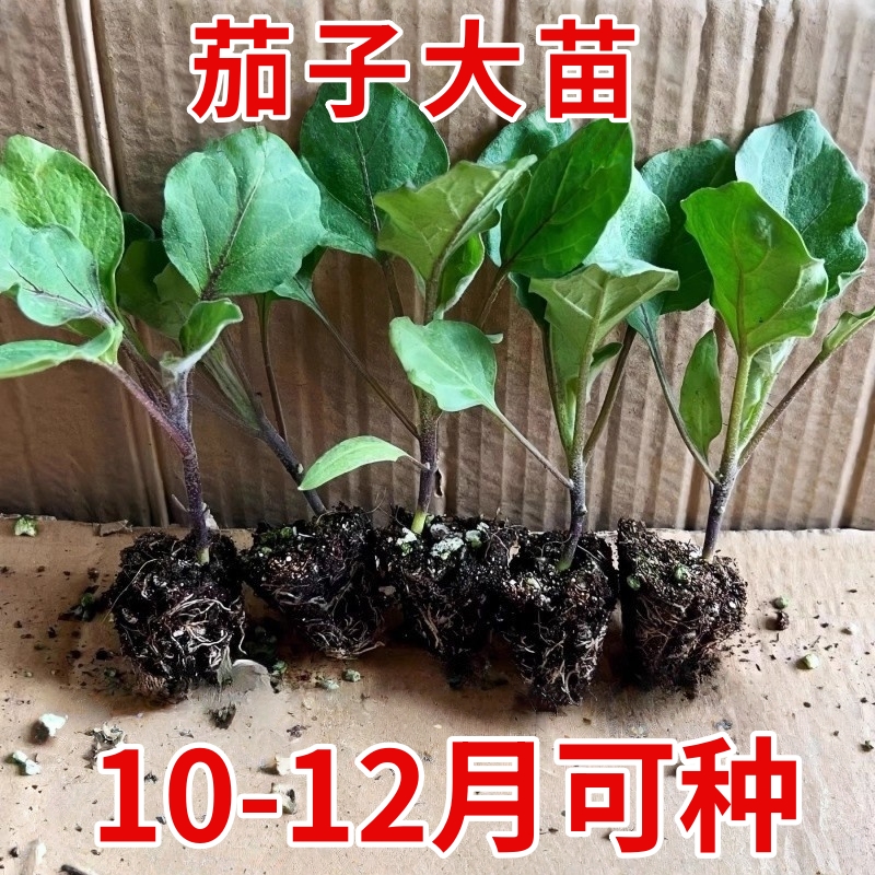 四季茄子苗秧苗种苗带土老品种嫁接杭茄一号线圆紫茄子树苗种籽子