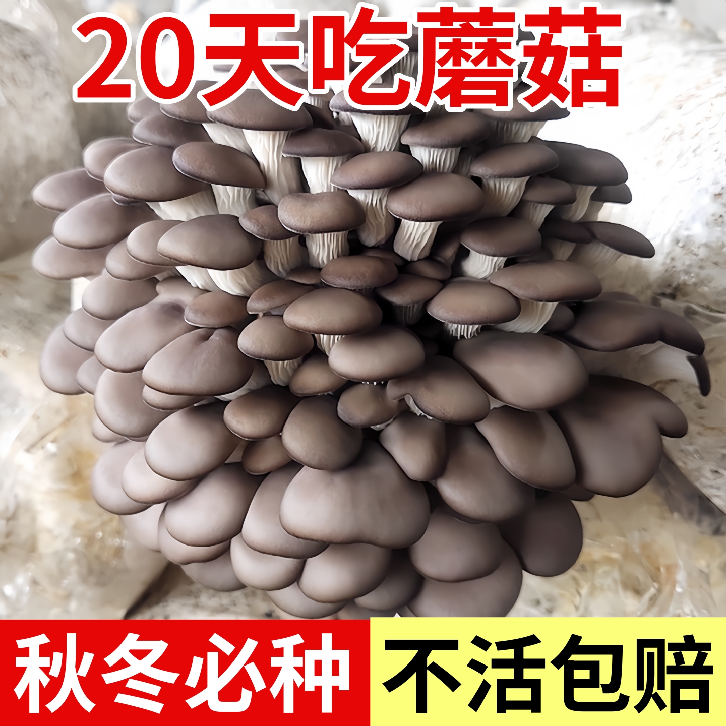 灰平菇蘑菇种植包可食用菌包家庭栽培种蘑菇阳台香菇菌棒袋装盆栽
