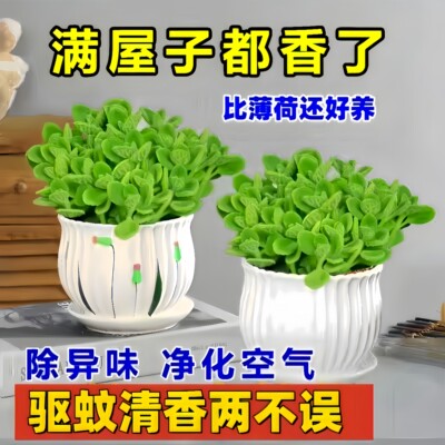 碰香盆栽可食用绿植驱蚊提神喷多