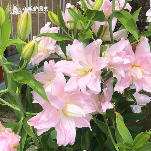 荷兰进口重瓣魔法公主12/14cm【4颗种球带盆带土】真漂亮