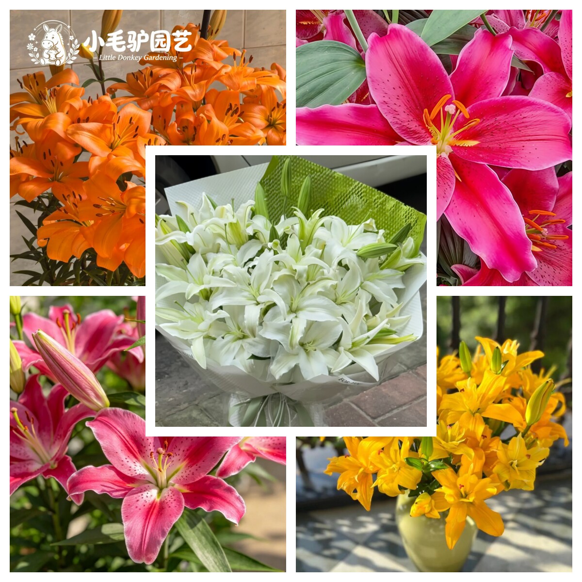 进口百合种球阳台庭院花卉球根植物花卉种球盆栽带盆土
