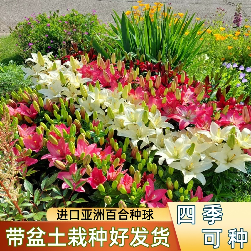 进口亚百合种球四季开花好养带根芽盆栽室内外花植物种子 - 实物图