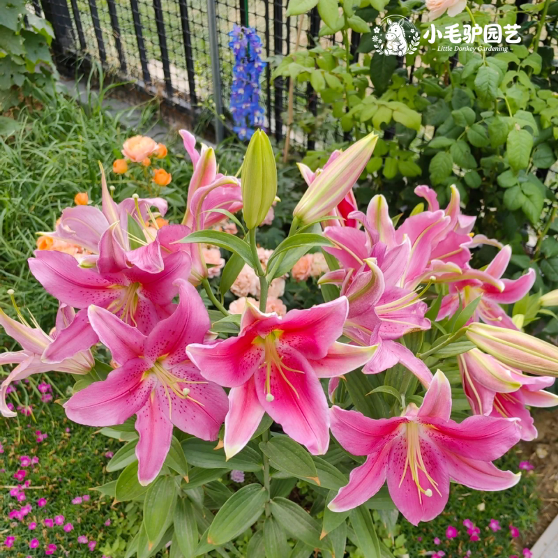 进口百合花种球盆栽地栽好养