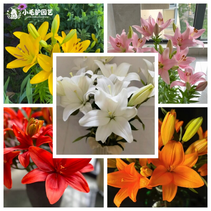 荷兰进口亚百无香种球皮实好养
