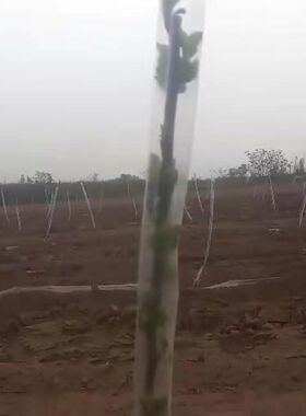 花木树木果树防冻膜保温膜暖罩果木树苗防寒嫁接直筒塑料套套袋袋
