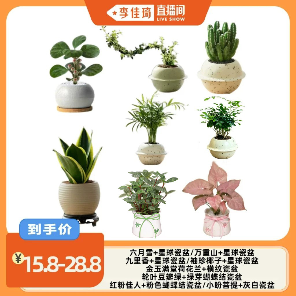 【李佳琦直播间】花伴水创意绿植盆栽好养室内办公室