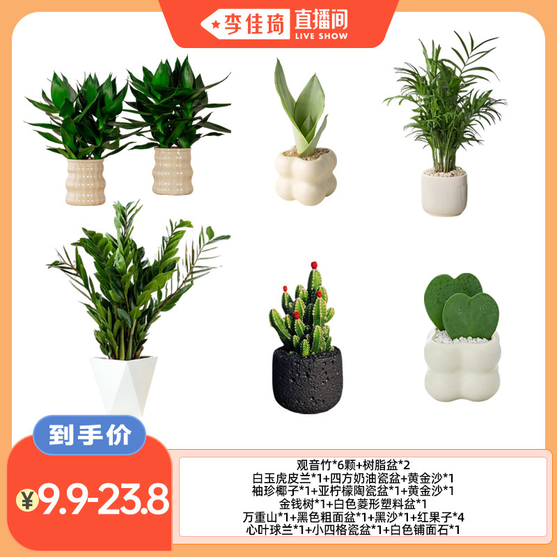 【李佳琦直播间】花伴水绿植带盆办公室客厅室内桌面盆栽