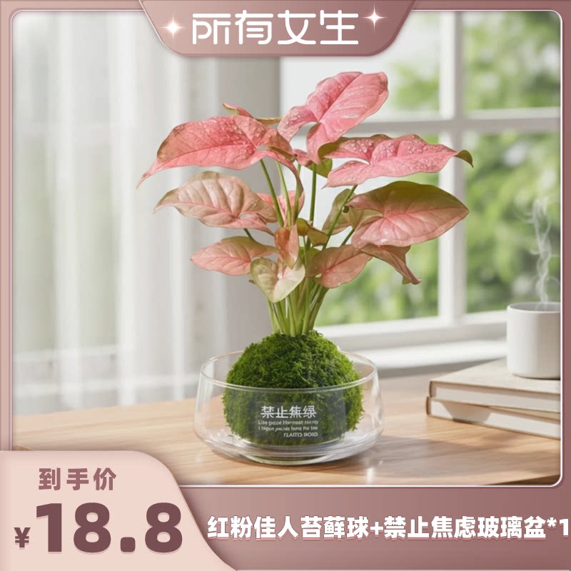红粉佳人合果芋盆栽室内