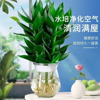 观音竹水培带根绿植窗四季好养