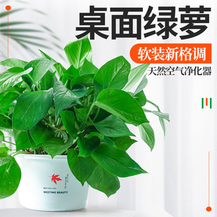 花伴水绿萝盆栽室内绿植物吸除甲醛长藤大叶新房净化空气水培绿萝