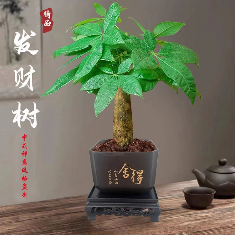 带盆发财树四季好养水培绿植桌面