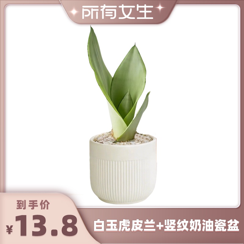 水培虎皮金兰四季室内花卉办公室