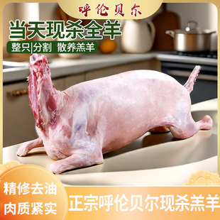 呼伦贝尔本地现杀全羊整只手抓羊肉山羔羊现杀30斤羊排羊腿火锅