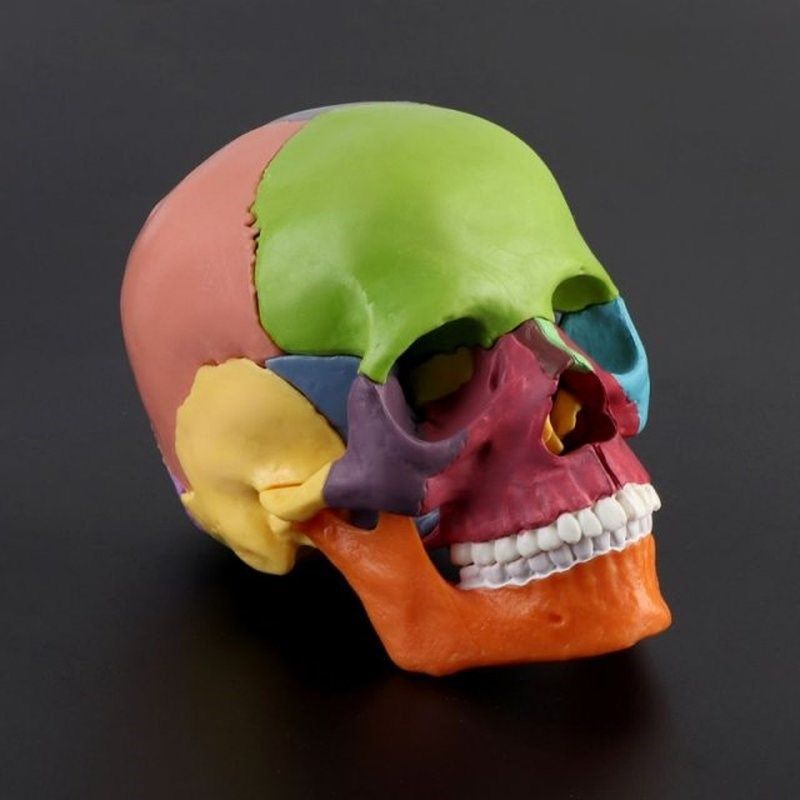 15pcs/set 4D Disassembled ColorC Skull Anatomical Model Deta