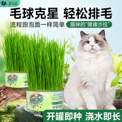 星际喵懒人水培无土猫草罐