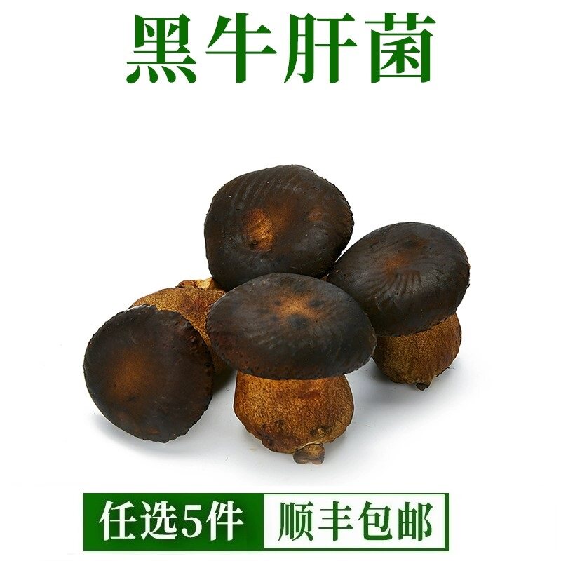 新鲜黑牛肝菌野生菌菌菇类牛肝菌食用菌类炒菜煲汤火锅食材500克