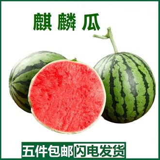 当季薄皮正宗美都麒麟西瓜现摘现发精品脆甜西瓜红瓤成熟新鲜现摘