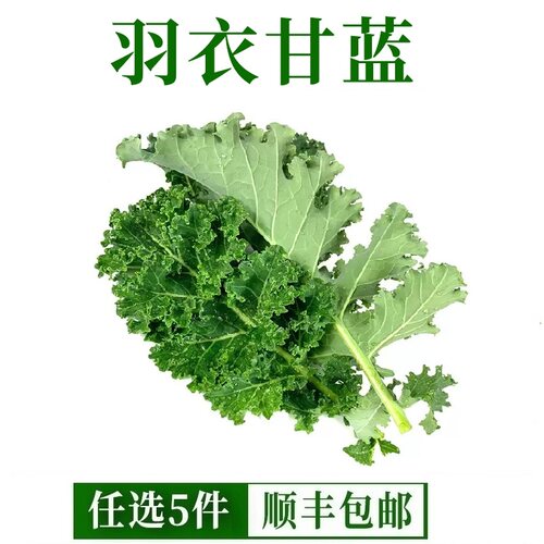 羽衣甘蓝新鲜蔬菜食用榨汁烤片健身轻食500g包邮榨汁西餐沙拉蔬菜